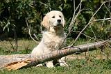 GOLDEN RETRIEVER 1088